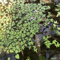 Spirodela punctata (G.Mey.) C.H.Thomps.